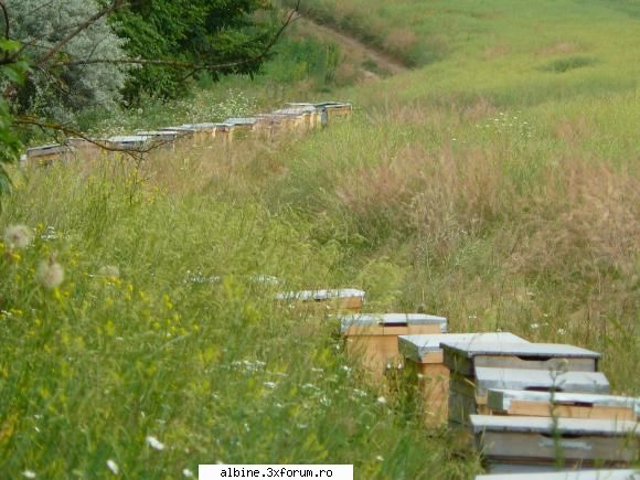 Miere ecologica, cules 2010, diverse sortimente - VAND MIERE ECOLOGICA, TEI - VANZARI PRODUSE APICOLE