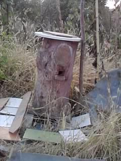 :hi: buduroaie albine