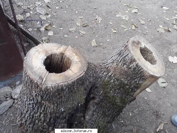 :hi: buduroaie albine
