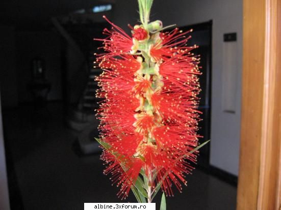 plante speciale - am gasi aceasta poza si nu stiu ce e , daca o - FOTO SI FILME